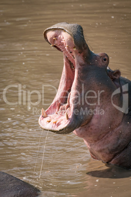 Close-up of hippopotamus with mouth wide open