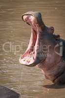 Close-up of hippopotamus with mouth wide open