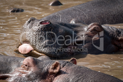 Close-up of hippopotamus with its tongue out