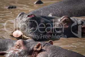 Close-up of hippopotamus with its tongue out
