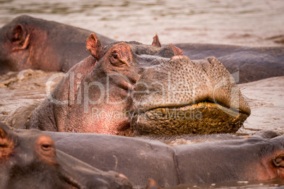 Close-up of hippopotamus resting head on another
