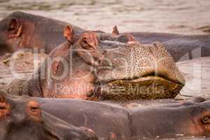 Close-up of hippopotamus resting head on another