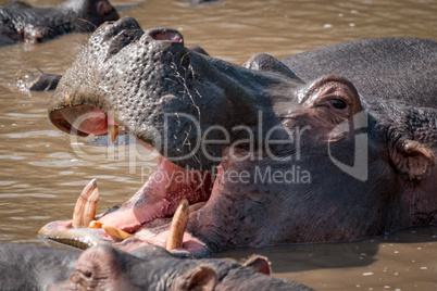 Close-up of hippopotamus in water opening mouth