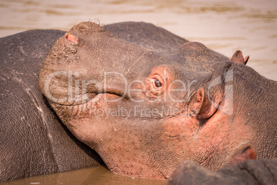 Close-up of hippopotamus on another in pool