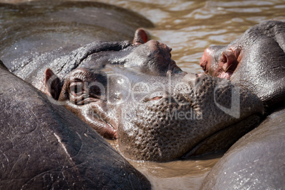 Close-up of hippopotamus facing camera in pool