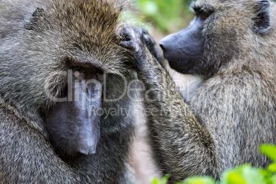 Close-up of female olive baboon grooming mate