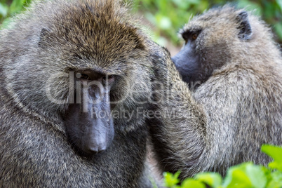 Close-up of female olive baboon grooming male
