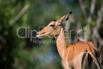 Close-up of female impala with head turned