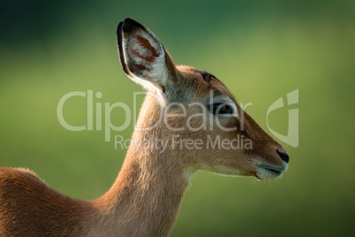 Close-up of female impala with blurred background