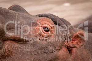 Close-up of eye and ear of hippopotamus