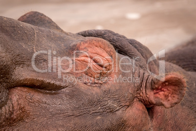 Close-up of closed eye of sleeping hippopotamus