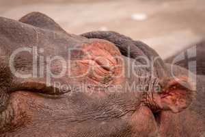 Close-up of closed eye of sleeping hippopotamus