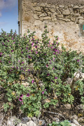 Marsaskala