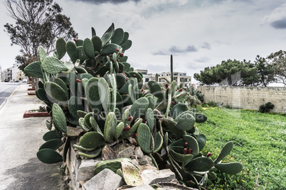 Feigenkaktus - Cholla