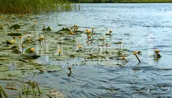 thickets of water lilies, yellow and white water lilies grow in marshy areas