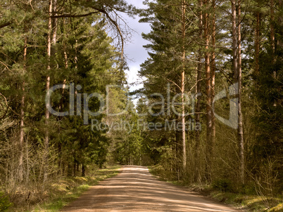 the road in a dense forest, dense forest, green forest thicket