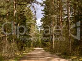 the road in a dense forest, dense forest, green forest thicket