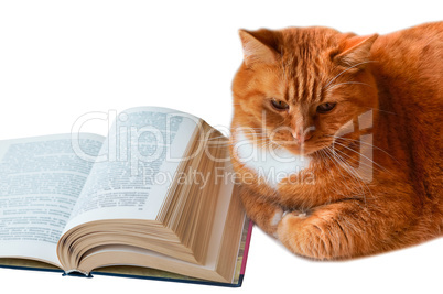 red cat and book, homemade big cat with book, open book and red