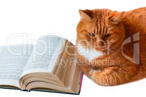 red cat and book, homemade big cat with book, open book and red