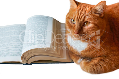 red cat and book, homemade big cat with book, open book and red