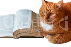 red cat and book, homemade big cat with book, open book and red