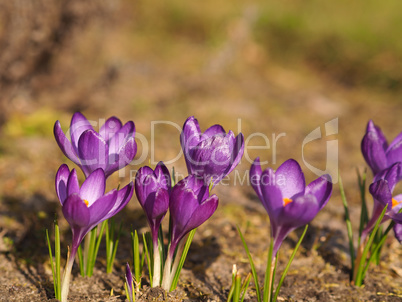 Close up of beautiful purple crocus