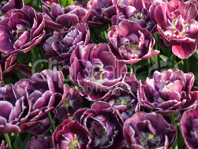 Beautiful pink tulips