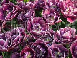 Beautiful pink tulips