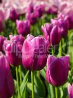 Close up of a field of tulips