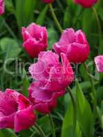 Close up of beautiful pink tulips