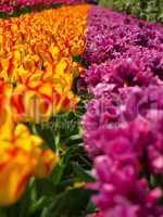 Beautiful colorful field of tulips in springtime