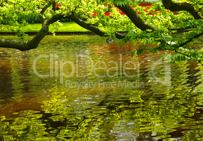 Small lake in a park