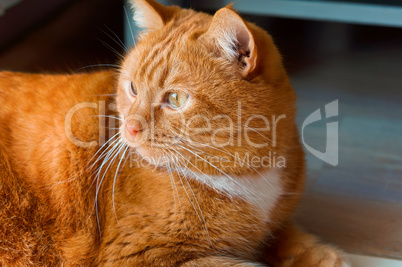 fat cat closeup of a ginger cat looking to the side, homemade red sleek cat