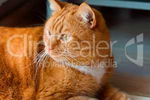 fat cat closeup of a ginger cat looking to the side, homemade red sleek cat