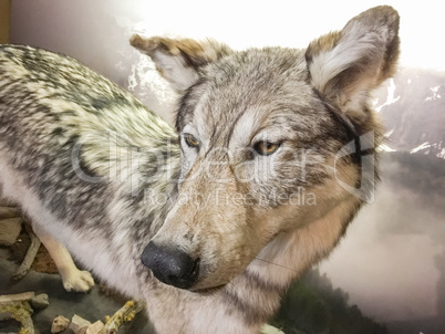 Close-up of Grey Wolf