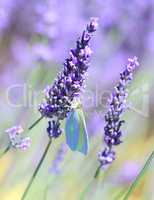 Lavender and butterfly