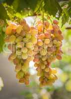 Bunches of grapes growing on vines