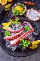 raw octopus on the ice