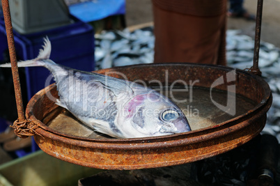 Silvery tuna on the scales. A street fish market on the shore of