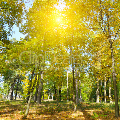 Autumn forest, yellow leaves and the sunset.