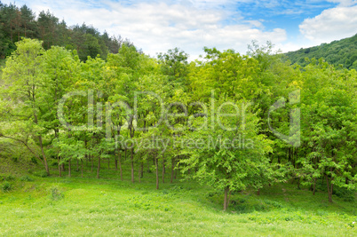 Forest in spring with green trees and bright day.