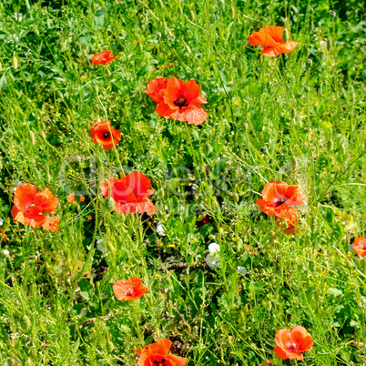 Scarlet poppies against the background of green grass. Focus on