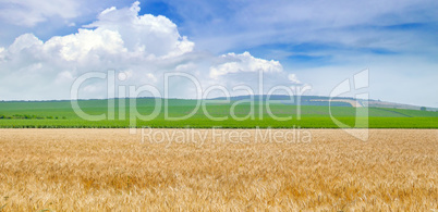 Wheat field and blue sky. Wide photo.