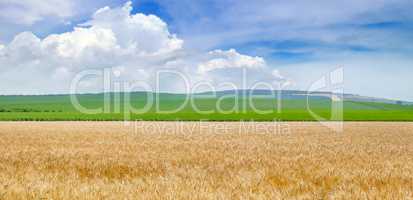 Wheat field and blue sky. Wide photo.