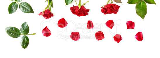 Flowers composition. Red roses isolated on white background. Wid