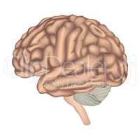 Human Brain isolated. Brain lateral view anatomy.