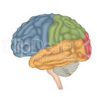 Human Brain isolated. Brain lateral view anatomy.