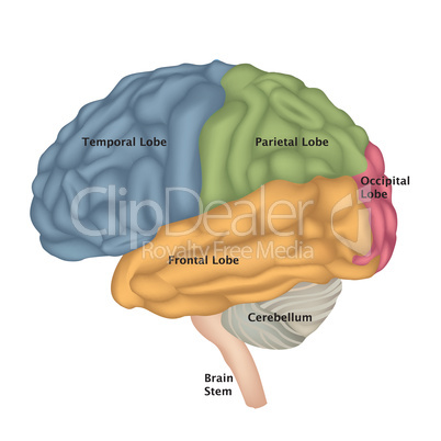 Human Brain isolated. Brain lateral view anatomy.