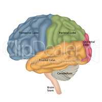 Human Brain isolated. Brain lateral view anatomy.