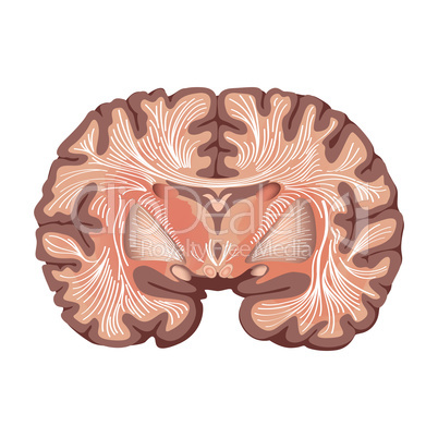 Brain anatomy showing basal ganglia and thalamic nuclei